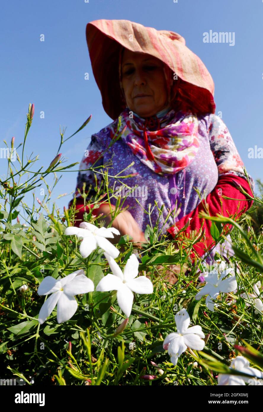 Un recolector recolecta flores de jazmín para ser usadas para hacer perfume  Chanel N° 5 en los campos de la familia Mul en Pegomas cerca de Grasse, en  el sur de Francia,