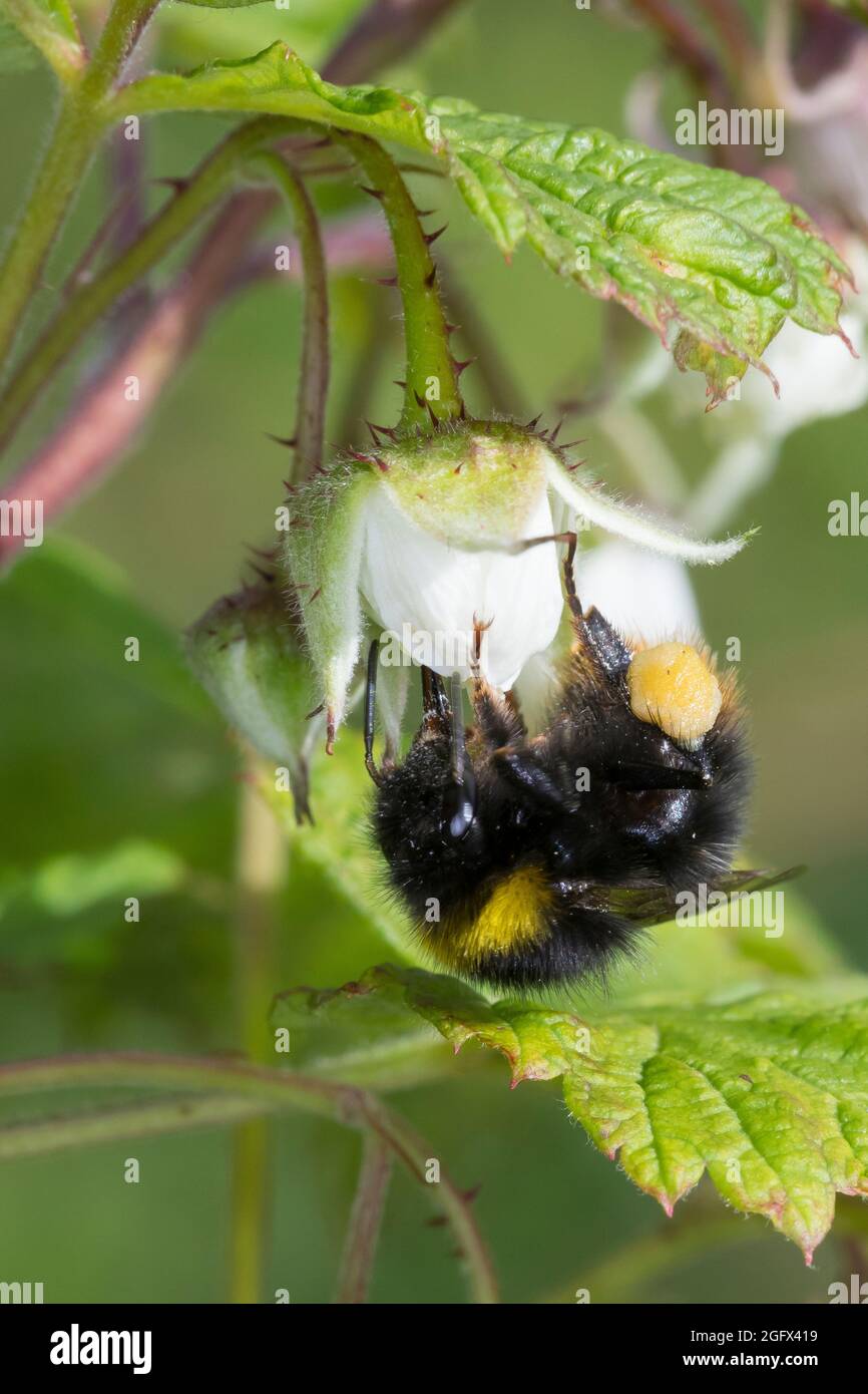 Wiesenhummel, Wiesen-Hummel, Hummel, Weibchen, Blütenbesuch an Himbeere, Pollenhöschen, Bombus pratorum, Pyrobombus pratorum, abejorros tempranos, temprano Foto de stock