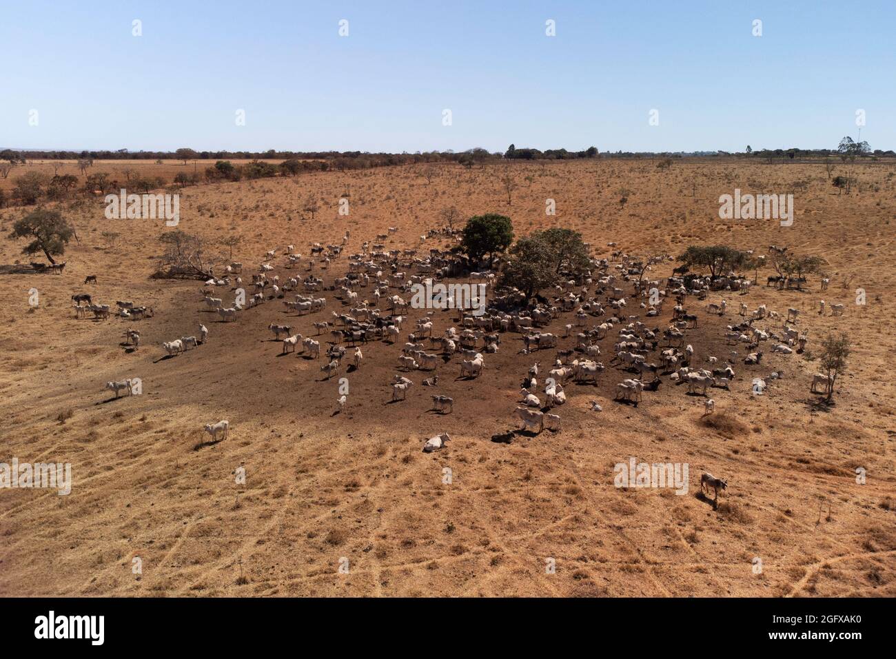 Vista aérea de observar vacas en un campo, paisaje brasileño Foto de stock