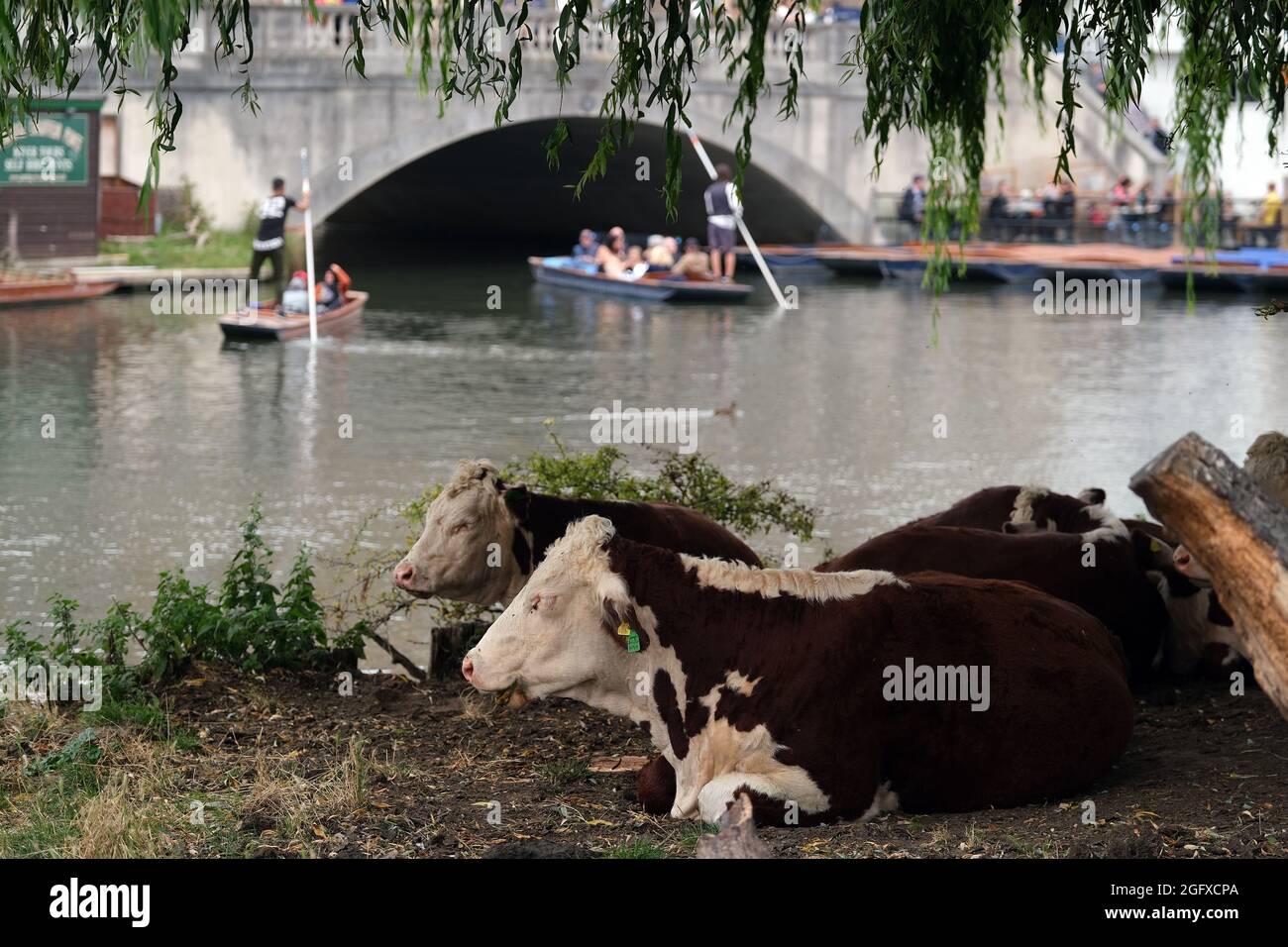 Una manada de vacas se sientan bajo un árbol a lo largo del río Cam mientras los visitantes pasan por Punts. Cambridge, Reino Unido. 27th de agosto de 2021. Con la previsión de alta presión y tiempo cálido establecido para finales de verano, la gente de Bank Holiday disfruta del río en Cambridge para tomar a los golpes y otras embarcaciones acuáticas. Crédito: MARTIN DALTON/Alamy Live News Foto de stock