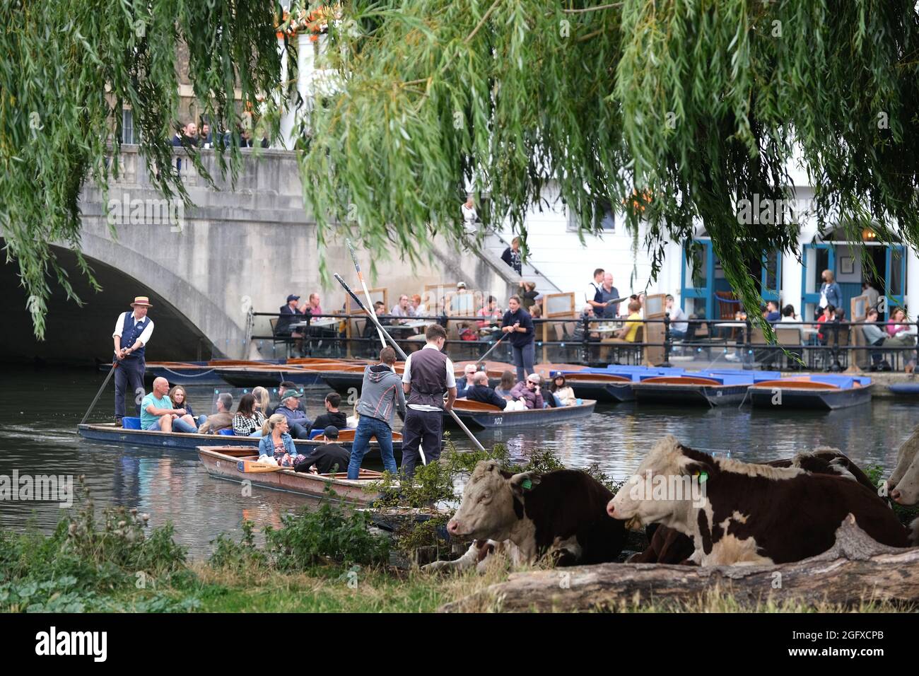 Una manada de vacas se sientan bajo un árbol a lo largo del río Cam mientras los visitantes pasan por Punts. Cambridge, Reino Unido. 27th de agosto de 2021. Con la previsión de alta presión y tiempo cálido establecido para finales de verano, la gente de Bank Holiday disfruta del río en Cambridge para tomar a los golpes y otras embarcaciones acuáticas. Crédito: MARTIN DALTON/Alamy Live News Foto de stock