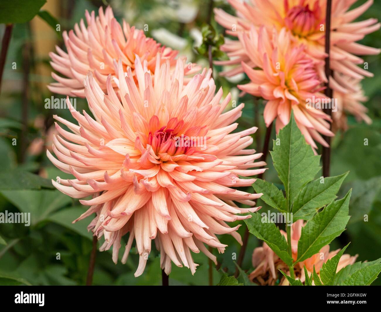 Hermosas flores semi-cactus Dahlia, variedad sorpresa Foto de stock