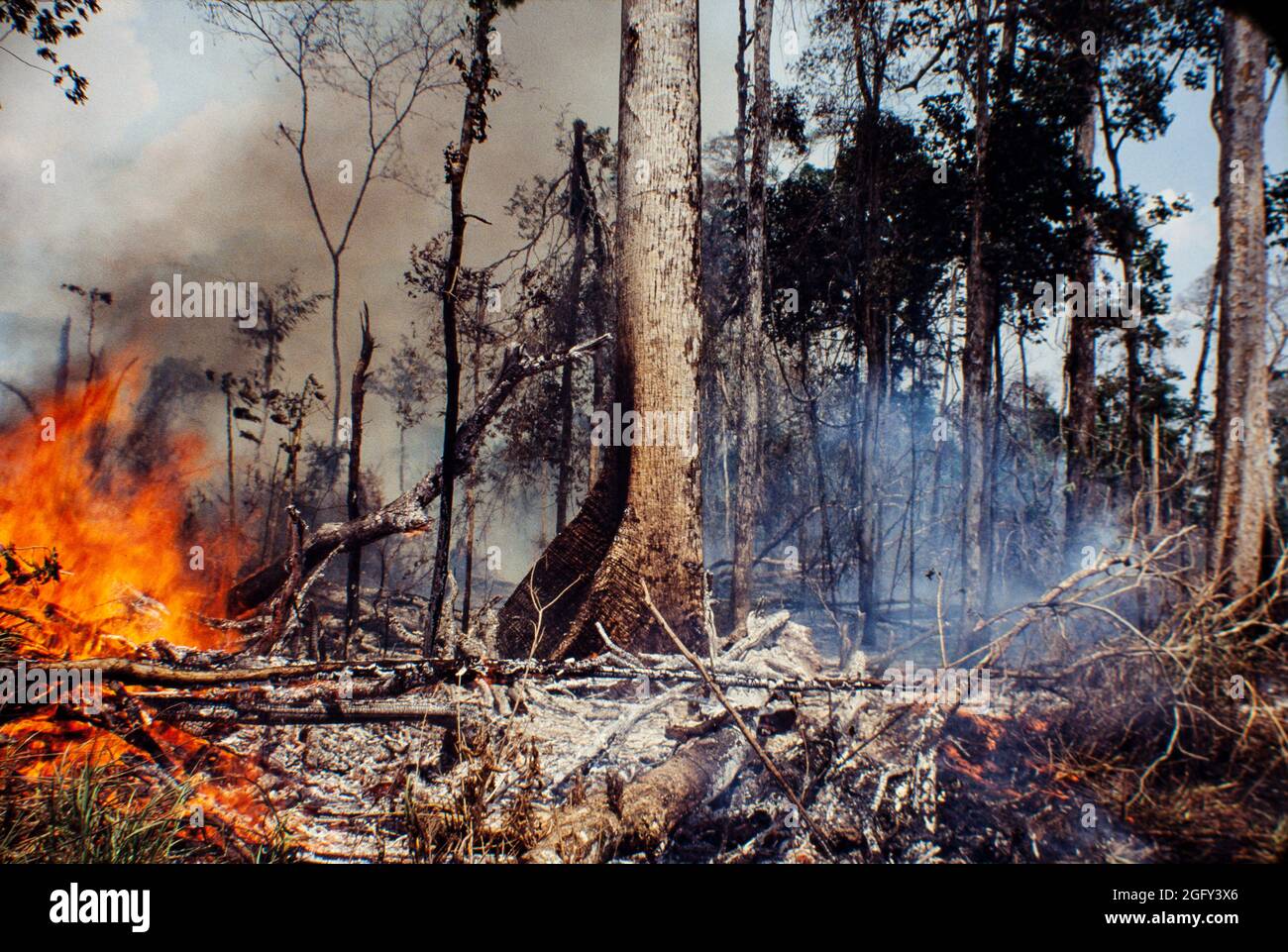 Llamas y calor, detalles de la quema de la selva amazónica, degradación ambiental causada por la deforestación. Foto de stock