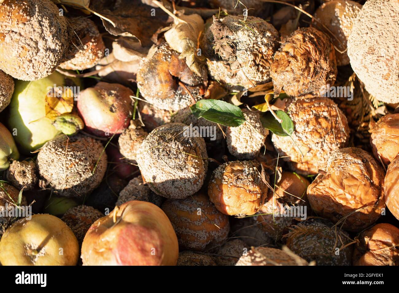 podridas, moho hongos putrefacción. Huerta y agricultura, sin fumigación Fotografía de stock - Alamy