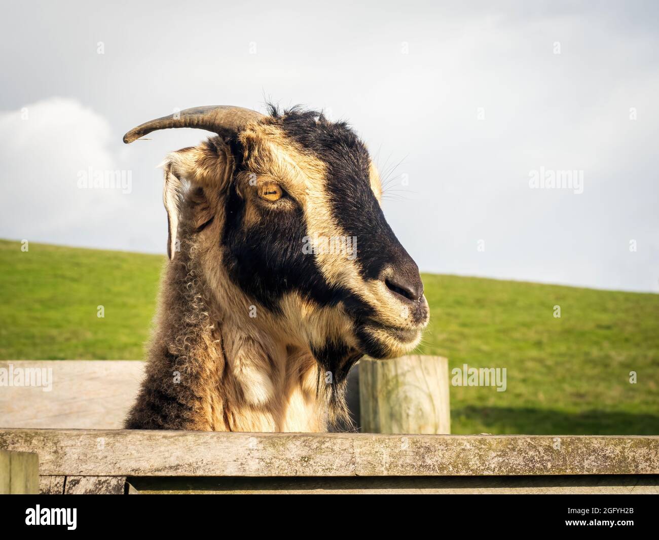 Cabra detrás de una valla de madera en una granja Fotografía de stock -  Alamy