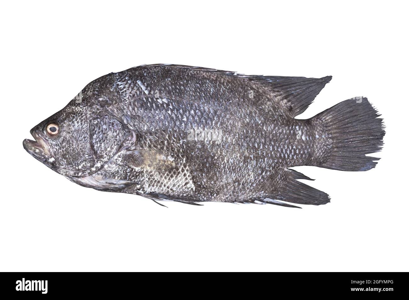 Peces tripletail sobre fondo blanco aislados Foto de stock