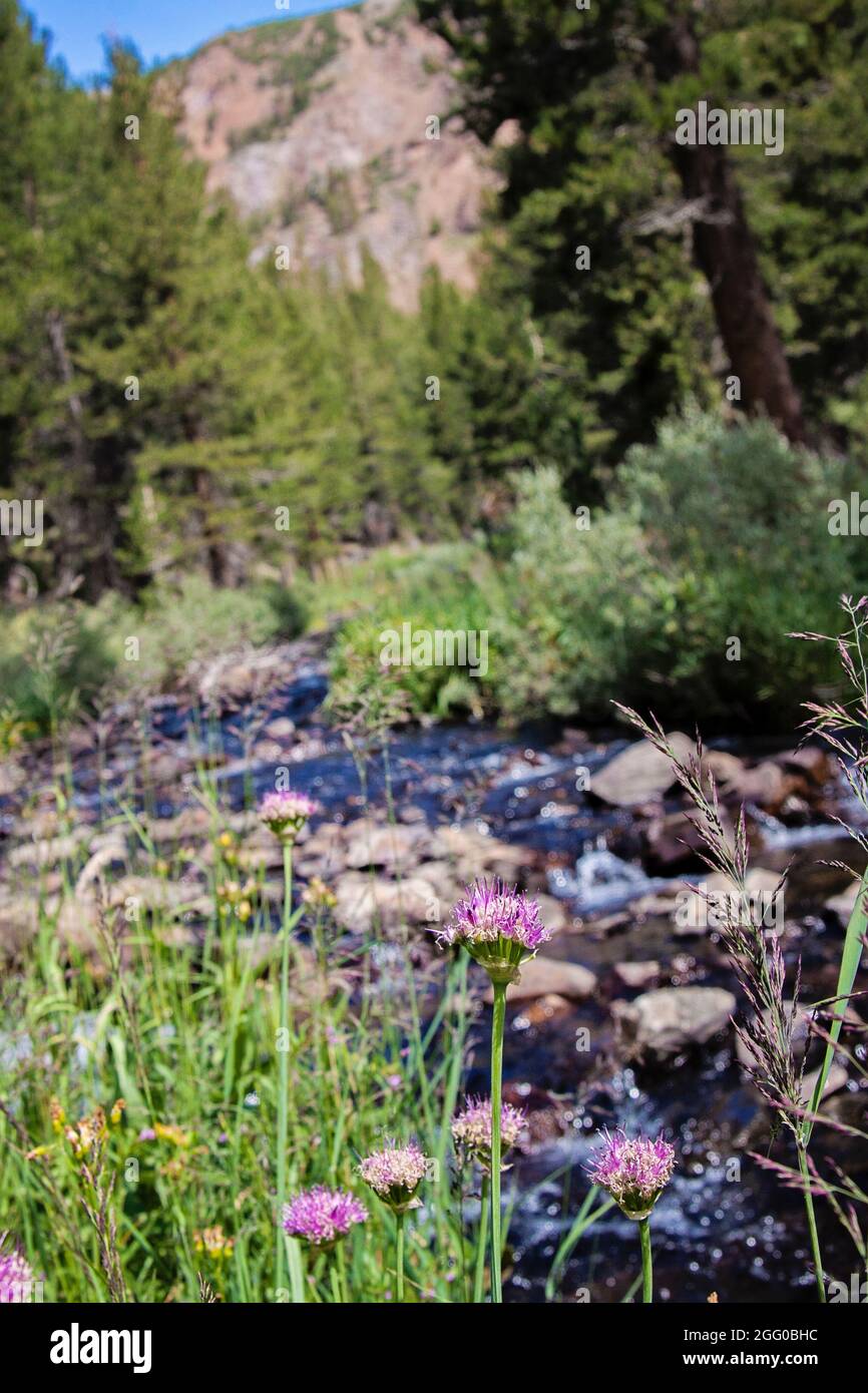 Flores Silvestres Naturales Penroyal de Montaña  Valle Yosemite 