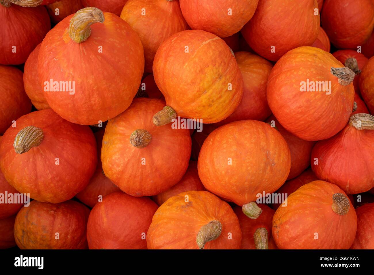 muchas calabazas de naranja en el mercado de agricultores al aire libre Foto de stock