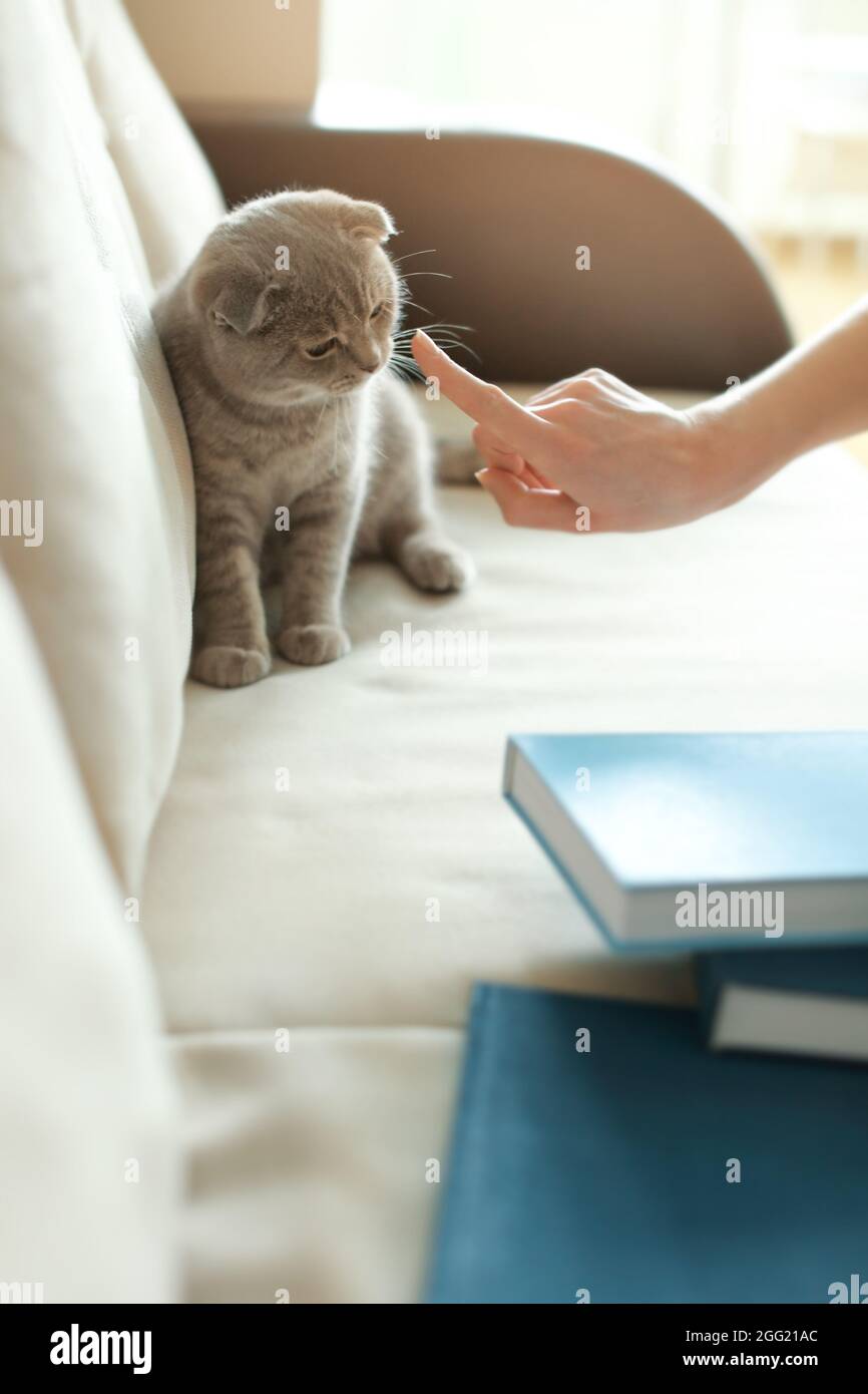 Mujer castigar juguetón gato sentado en el sofá Fotografía de stock - Alamy