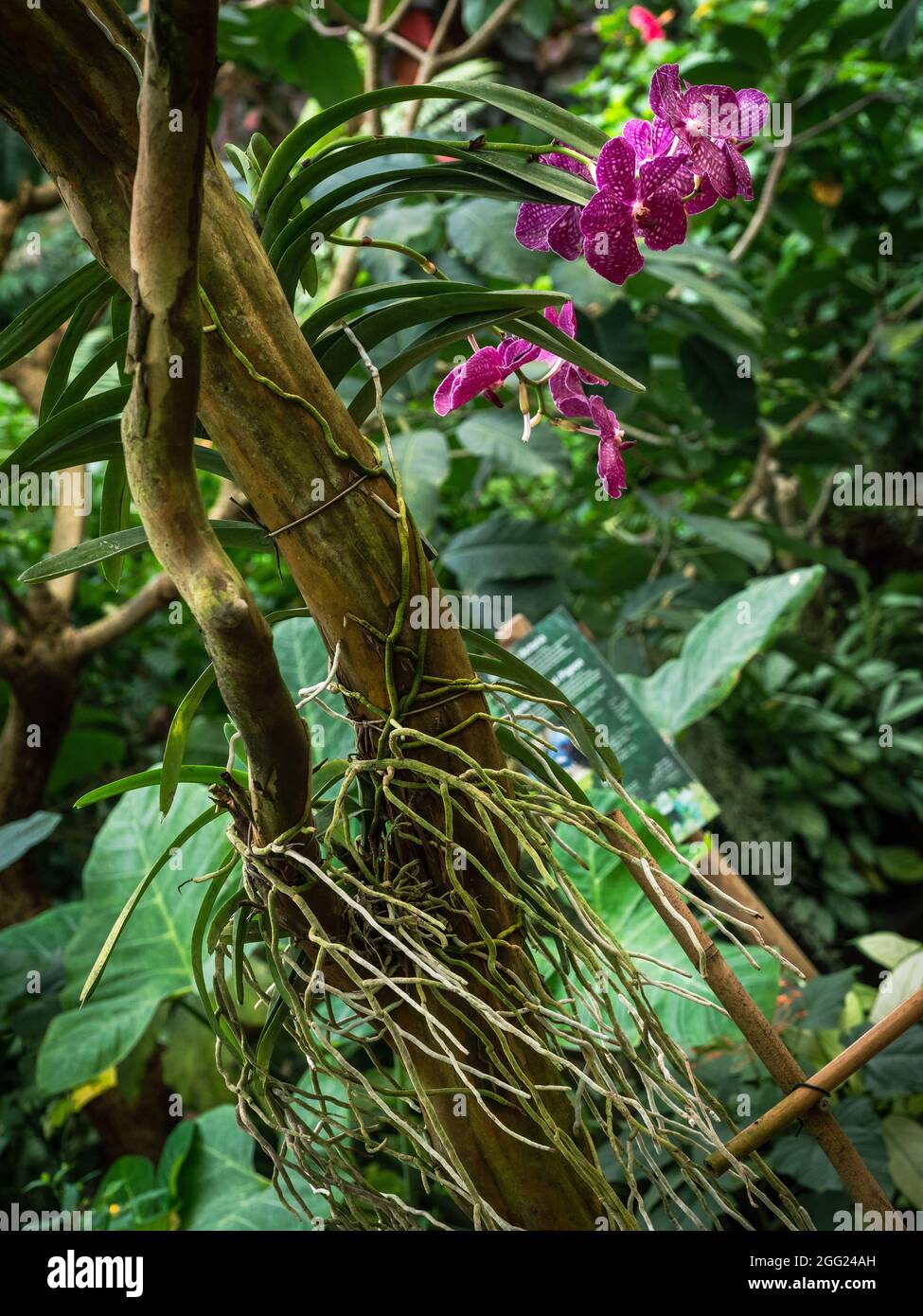 Planta natural con Orquídeas