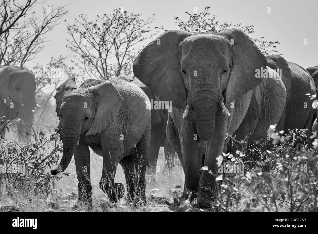 Rebaño de elefantes africanos (Loxodonta africana) caminando hacia la cámara en Namibia. Animales de safari en blanco y negro. Foto de stock