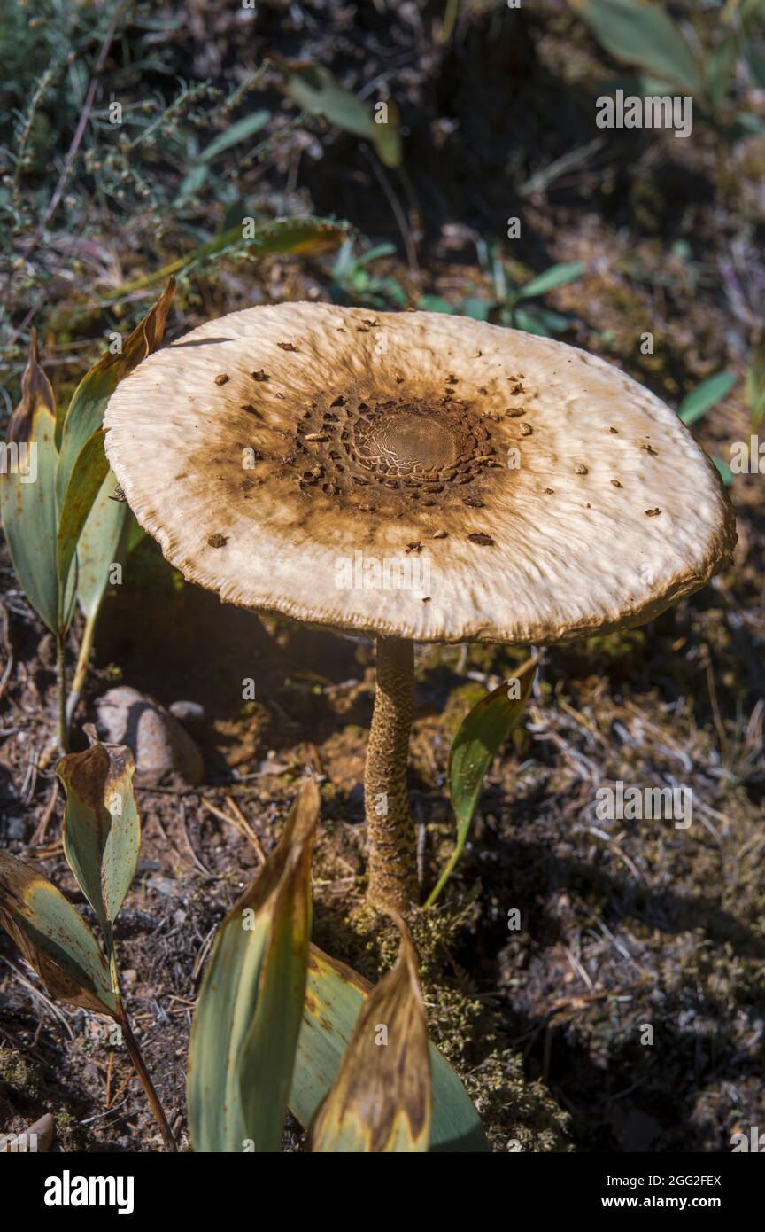 Interesante marrón gran seta seta cabeza en la pierna delgada en hierba alta en el bosque letón otoño Foto de stock