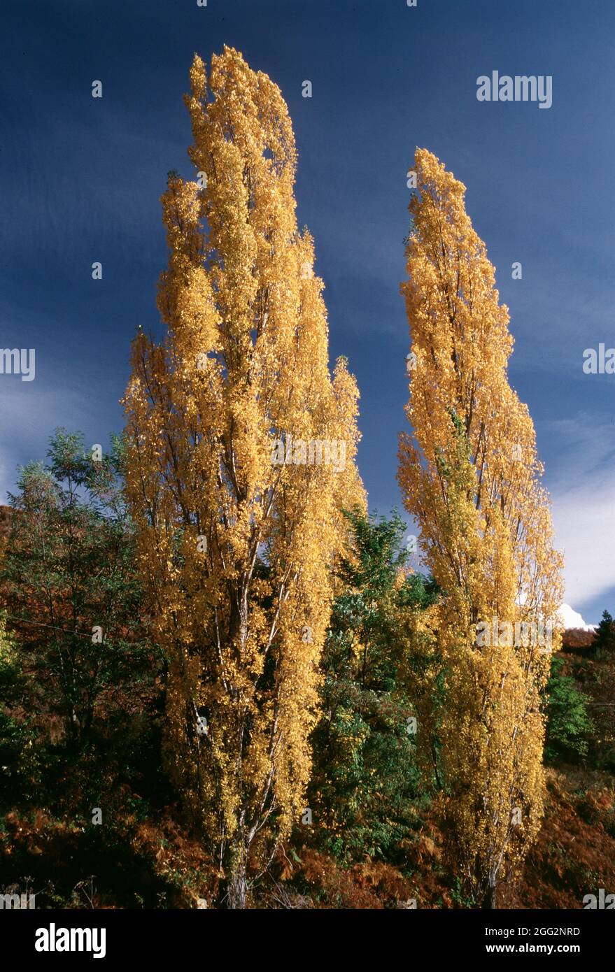 Un par de árboles amarillos brillantes durante la temporada de otoño Foto de stock