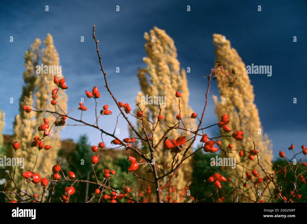Muchas bayas rojas frente a un fondo de árboles amarillos durante la temporada de otoño Foto de stock