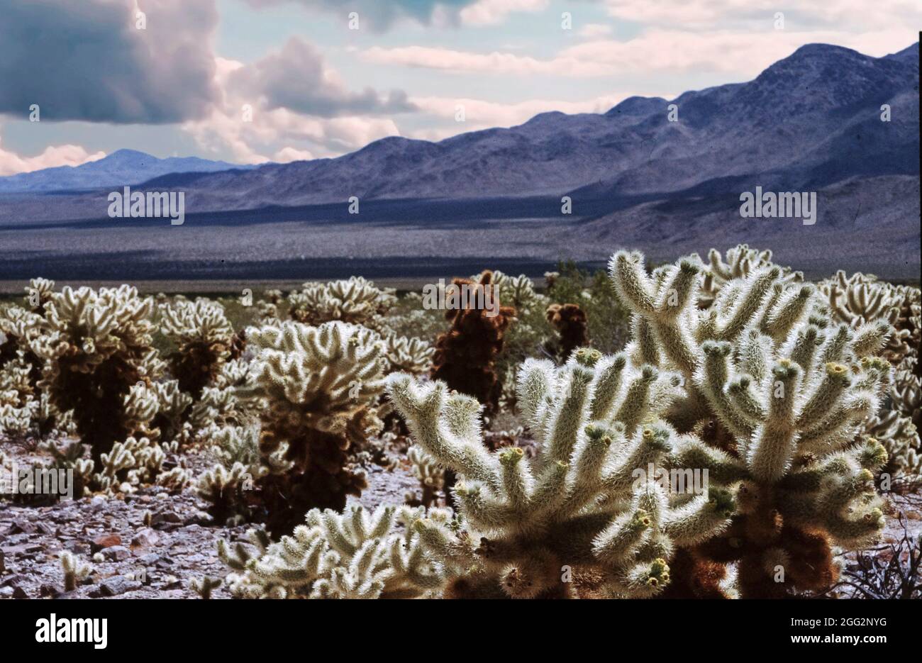 Imagen del jardín de cactus cholla en el Parque Nacional Joshua tree, California, Estados Unidos Foto de stock