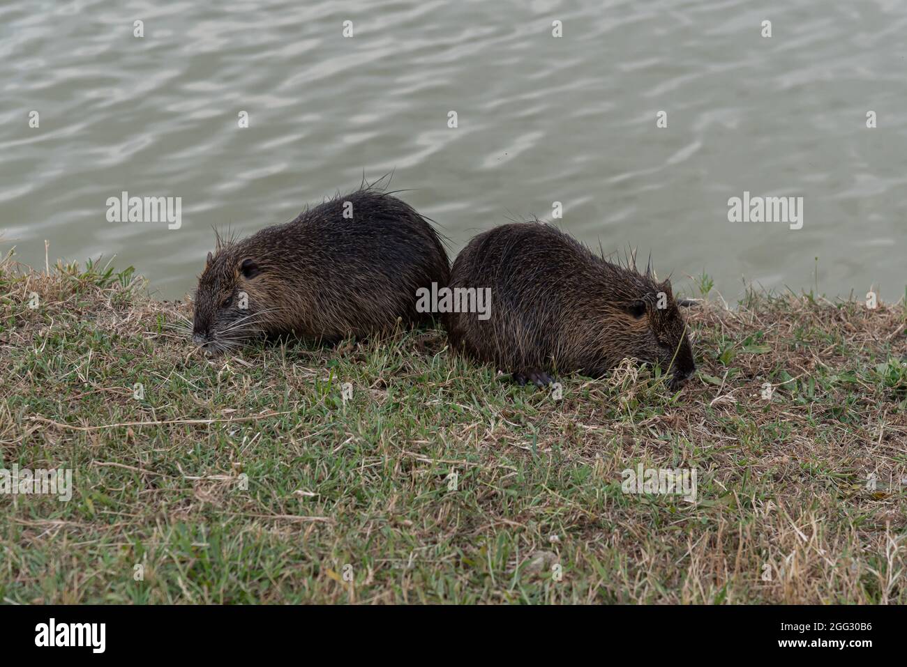 Myocastoridae roedor (Myocastor coypus), también llamado coipo, pequeño castor y castor de