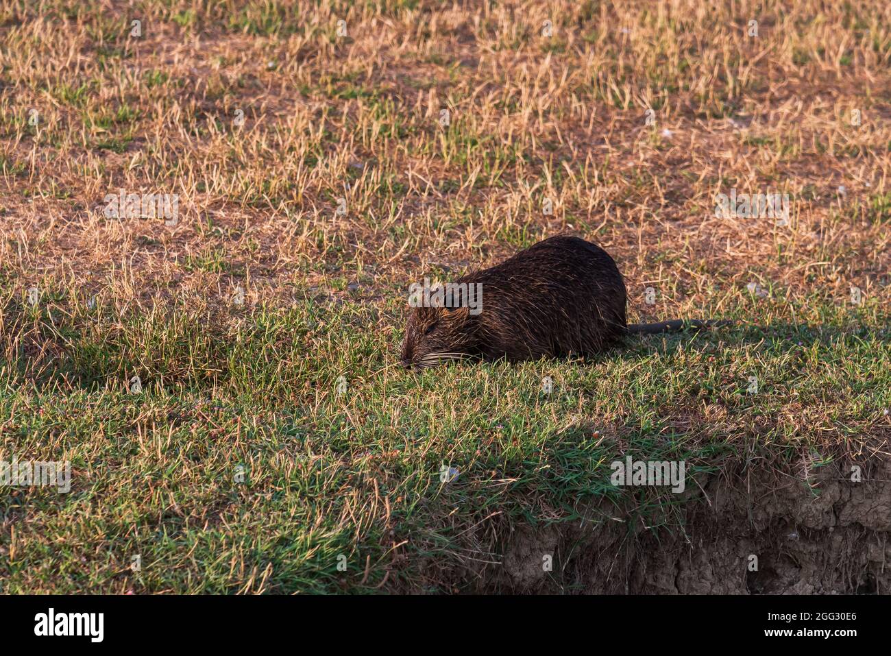 Myocastoridae roedor (Myocastor coypus), también llamado coipo, pequeño castor y castor de