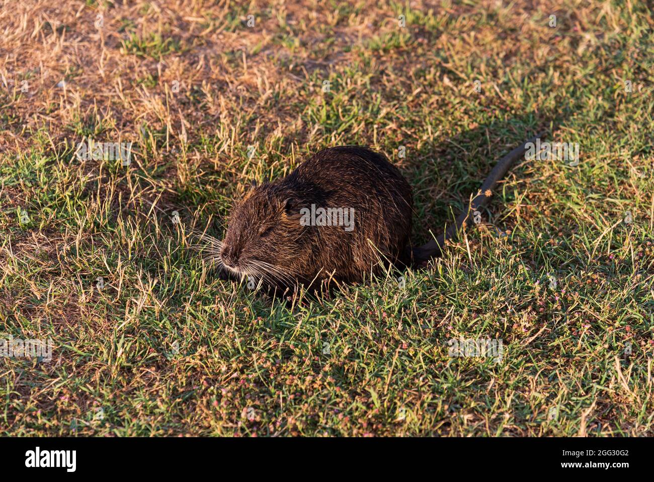 Myocastoridae roedor (Myocastor coypus), también llamado coipo, pequeño castor y castor de