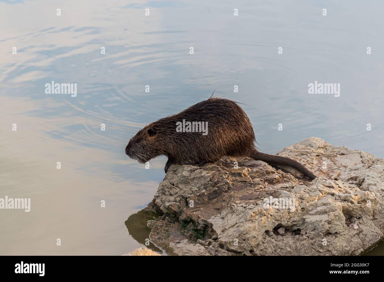 Myocastoridae roedor (Myocastor coypus), también llamado coipo, pequeño castor y castor de