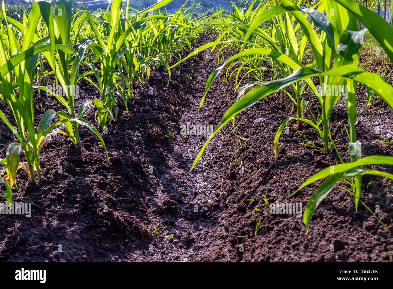 muchas plantas de maíz están alineadas en los campos tratando de crecer Foto de stock