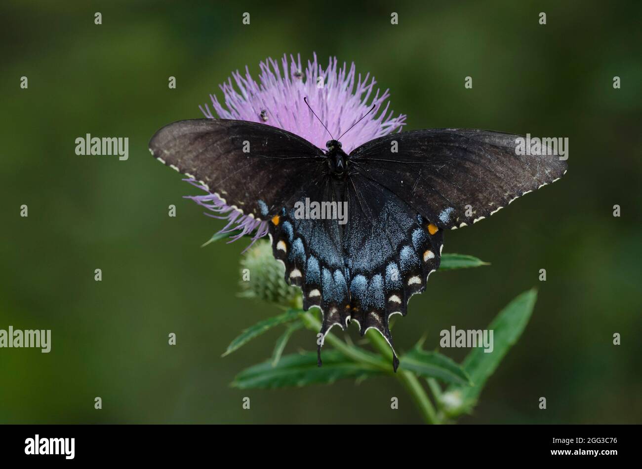 Cola de golondrina de tigre oriental, Pterourus glaucus, forma negra hembra nectaring de Cardo alto, Cirsium altissimum Foto de stock