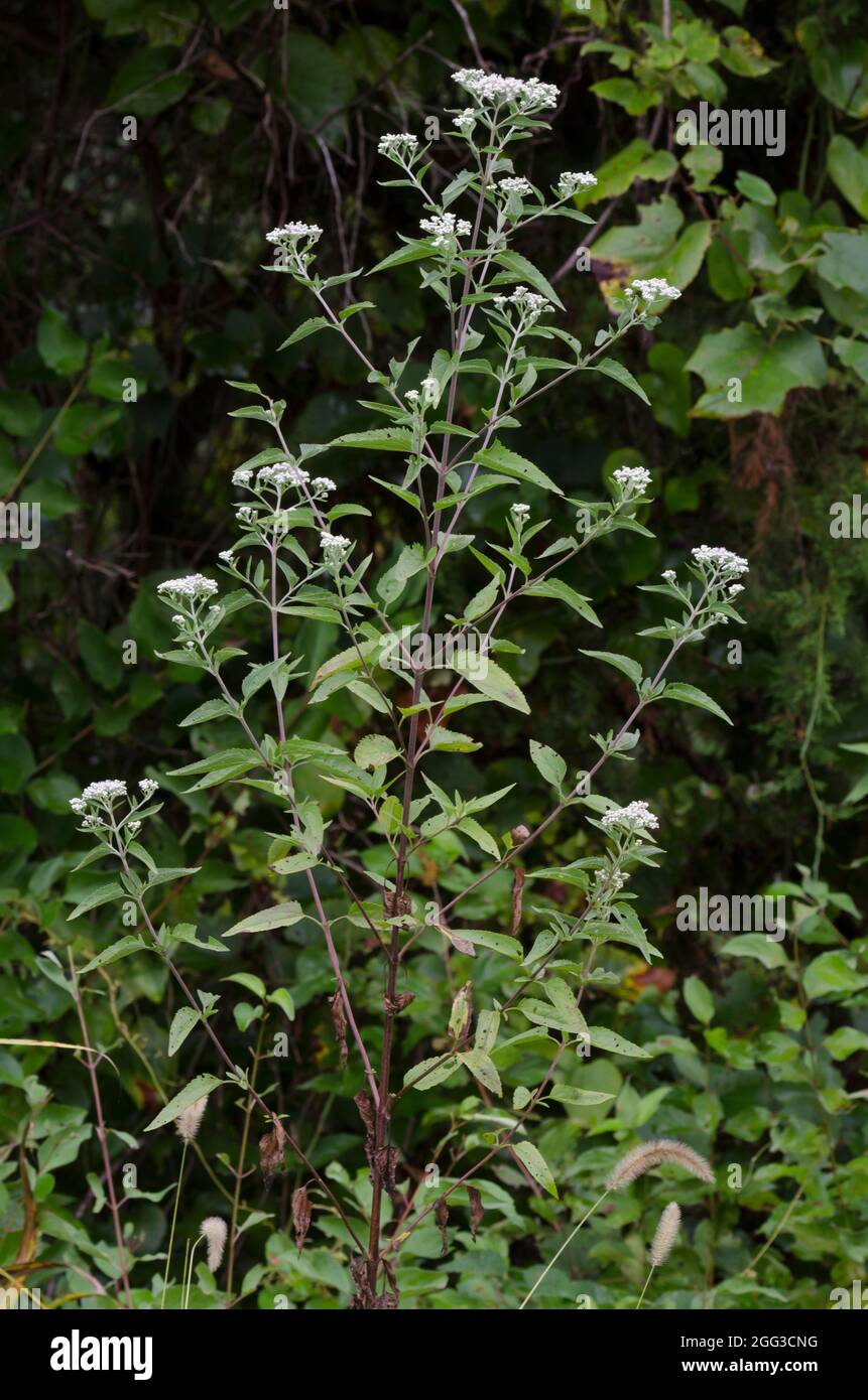 Lateflowering Thoroughwort, Eupatorium serotinum Foto de stock