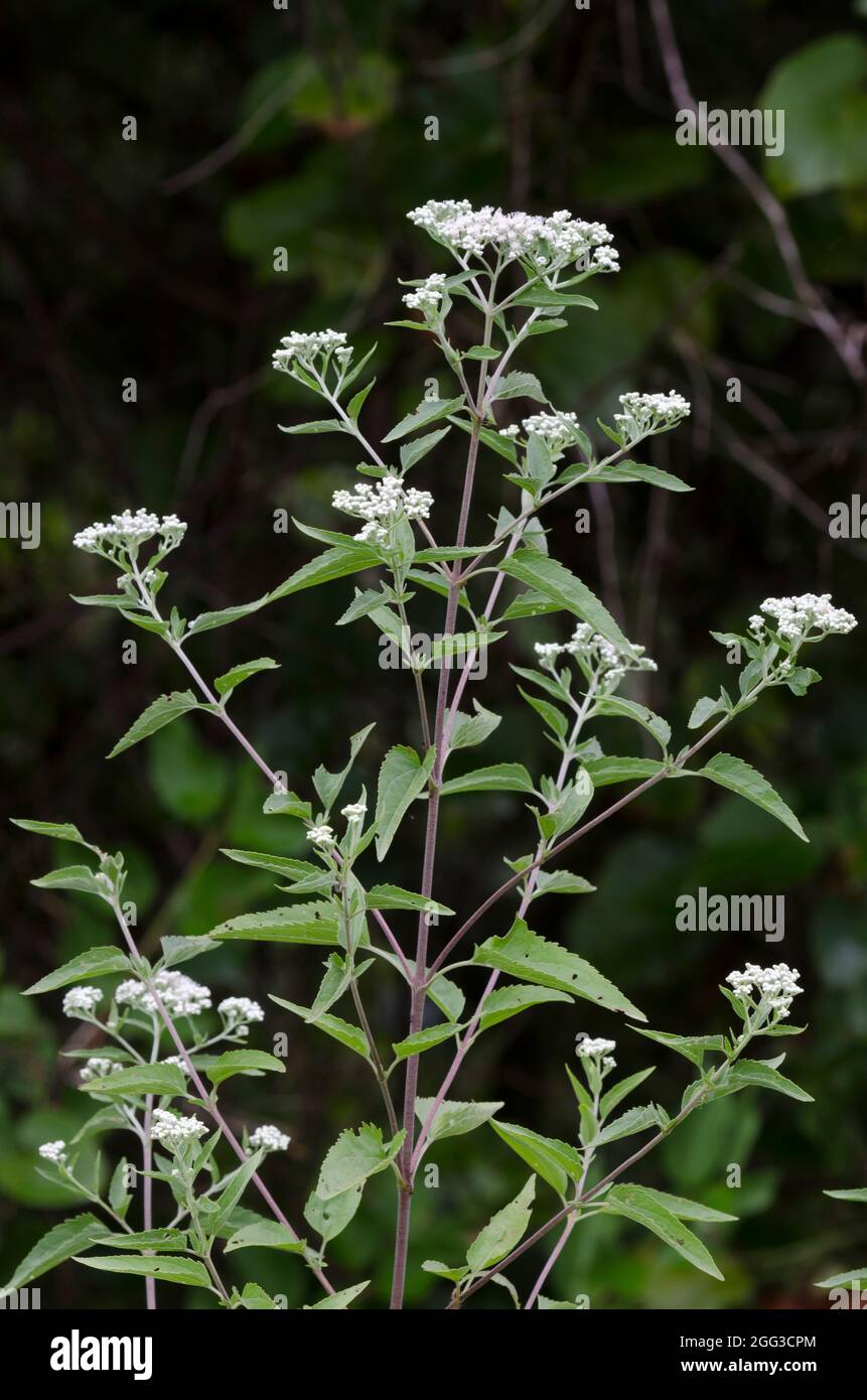 Lateflowering Thoroughwort, Eupatorium serotinum Foto de stock