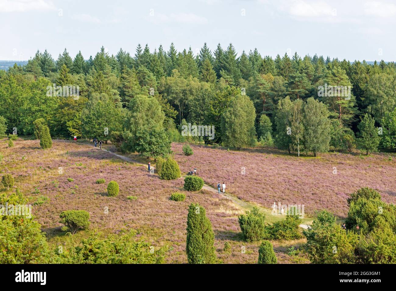 Totengrund cerca de Wilsede, Luneburg Heath, Baja Sajonia, Alemania Foto de stock