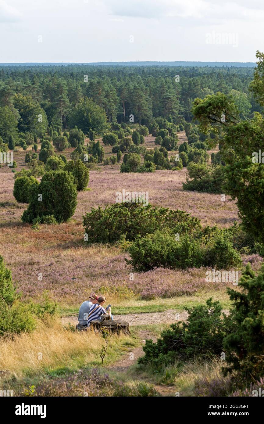 Totengrund cerca de Wilsede, Luneburg Heath, Baja Sajonia, Alemania Foto de stock