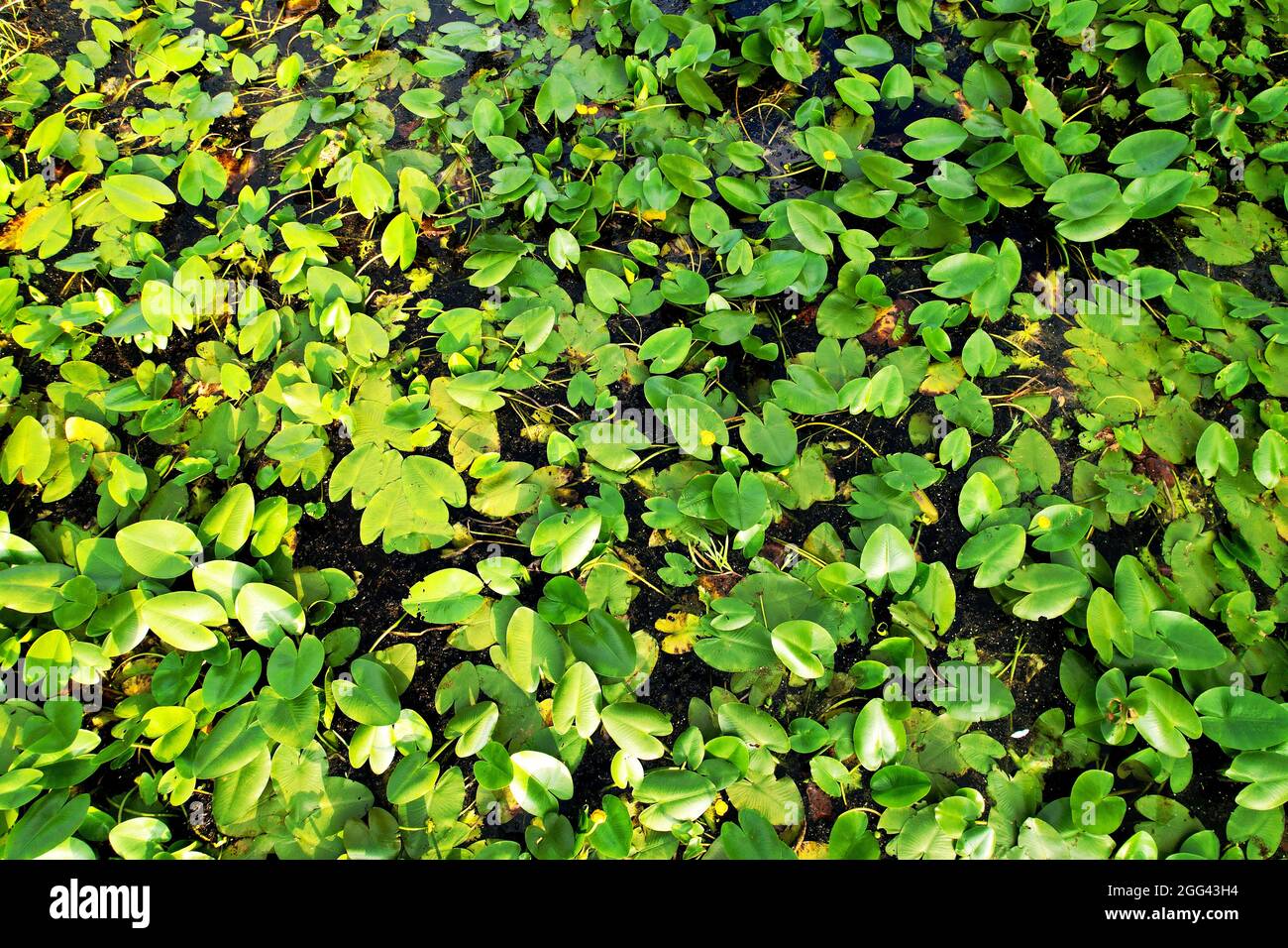 Lirios de agua en el pantano. Flor de lirio de agua amarilla con hojas  verdes en jabalí flotante. Waterlilia en la naturaleza. Plantas acuáticas e  invasivas. Flor salvaje con Fotografía de stock -