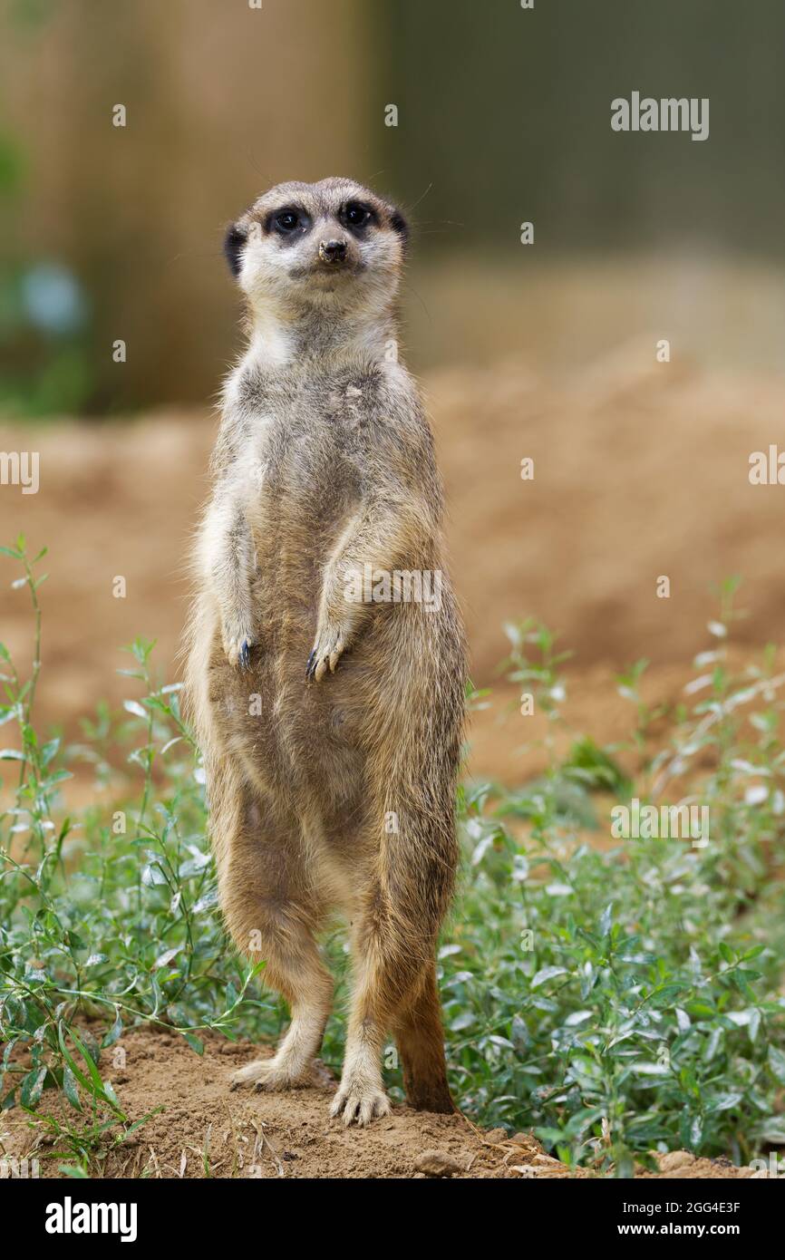 Suricata suricatta Un solo meerkat se encuentra en una colina y mira a la cámara Foto de stock