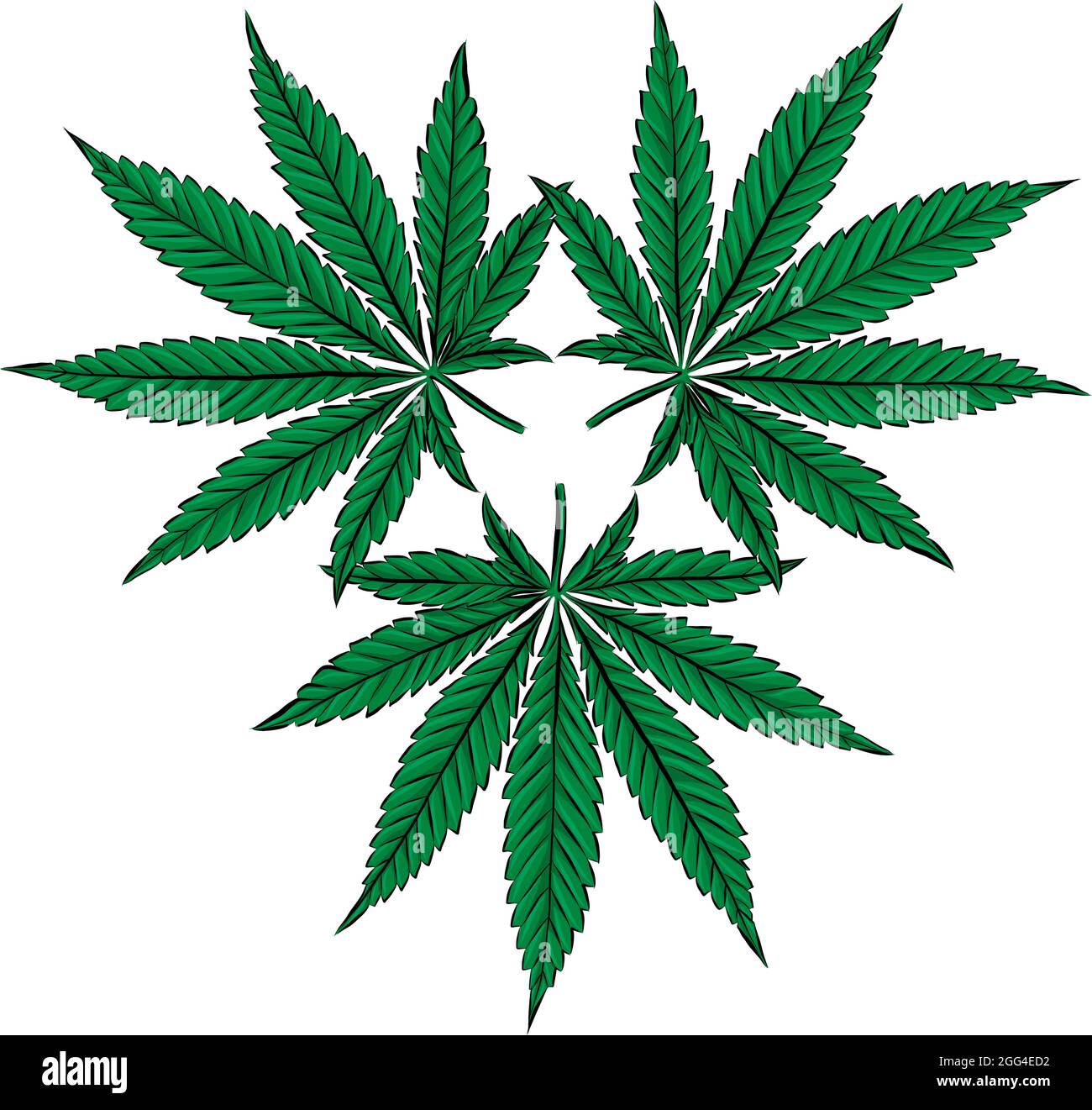 Dibujo de hojas de marihuana, cannabis sobre fondo blanco ilustración  vectorial Imagen Vector de stock - Alamy