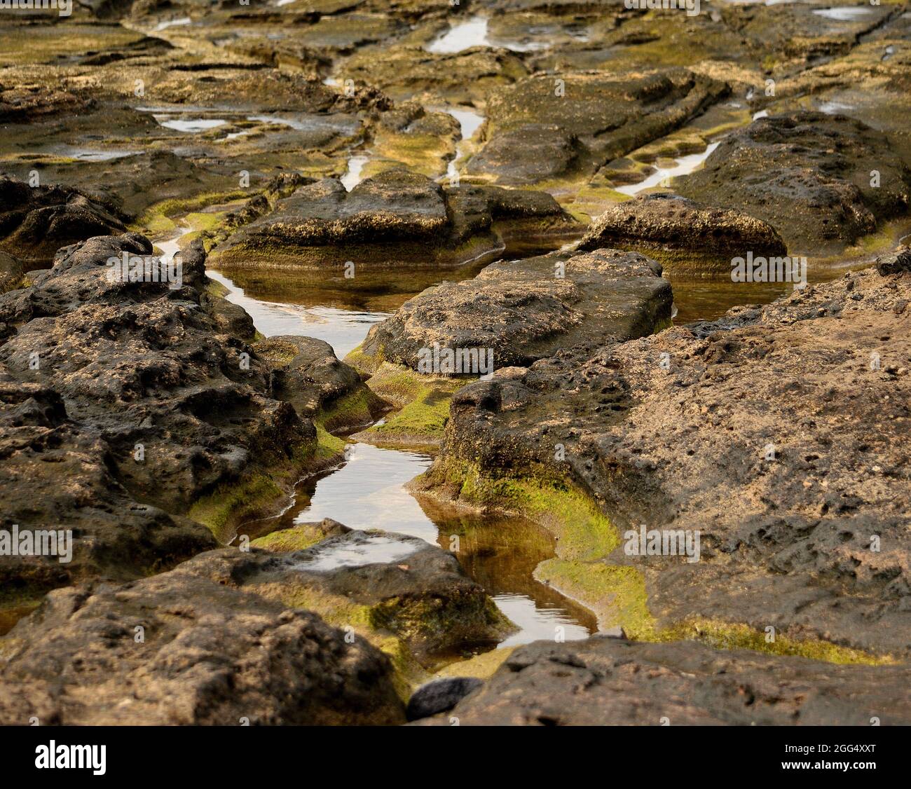 Arrecife en marea baja, playa El Confital, Las Palmas de Gran Canaria  Fotografía de stock - Alamy