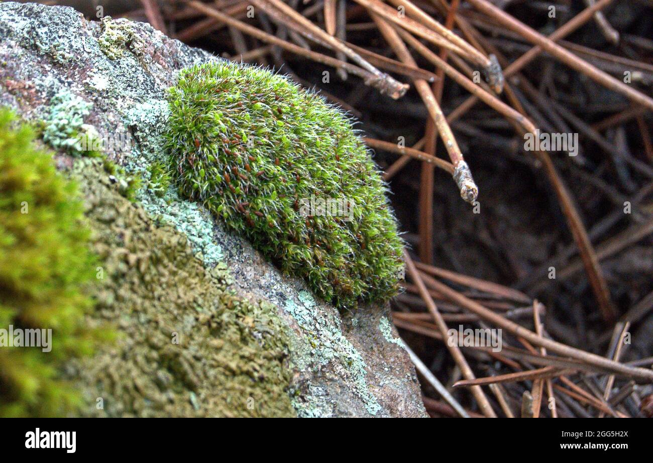 Grimmia pulvinata. grimmia con amortiguación gris Foto de stock