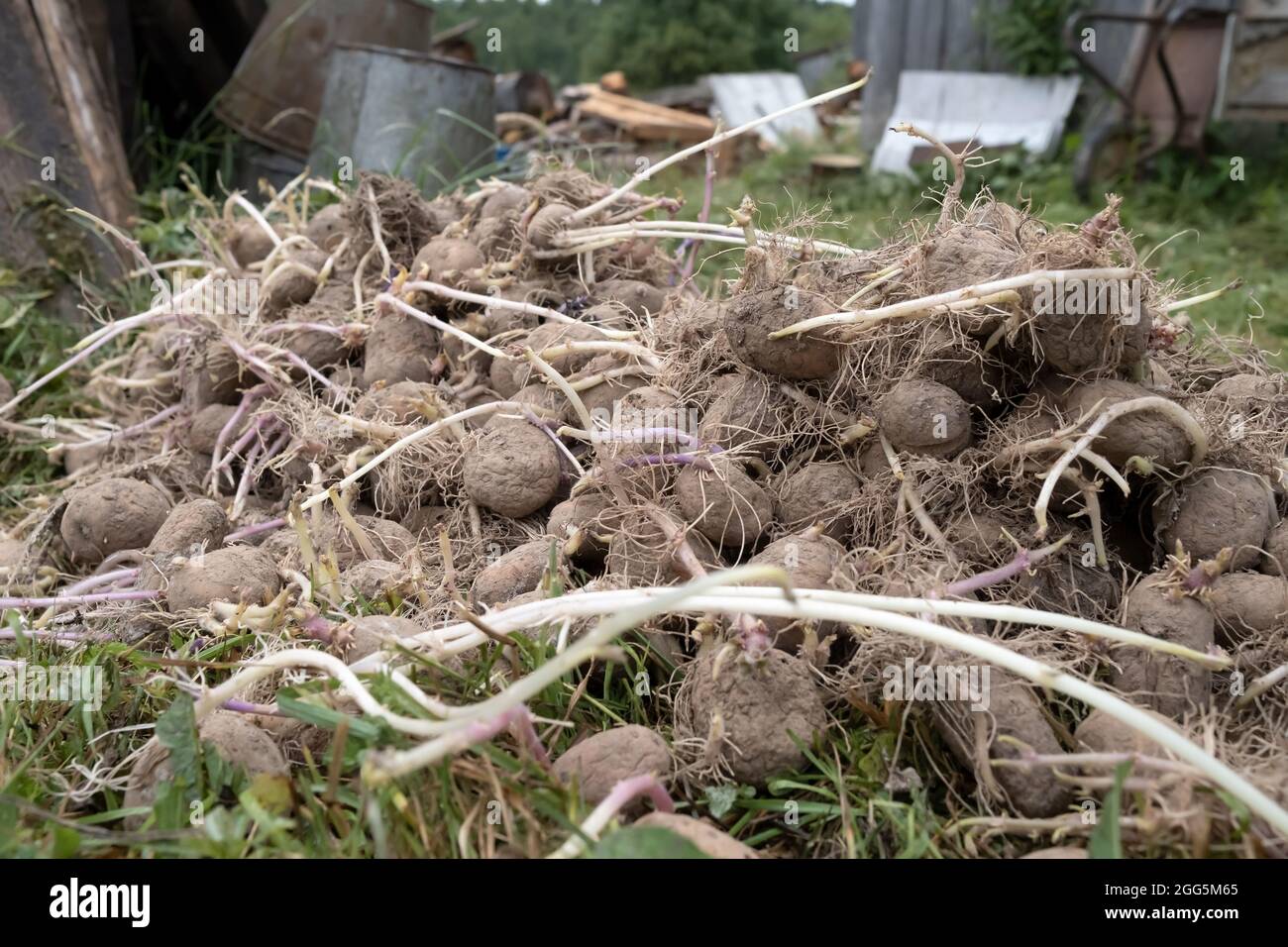 En el patio, en la hierba, en el campo, hay un montón de patatas antiguas germinadas. Foto de stock