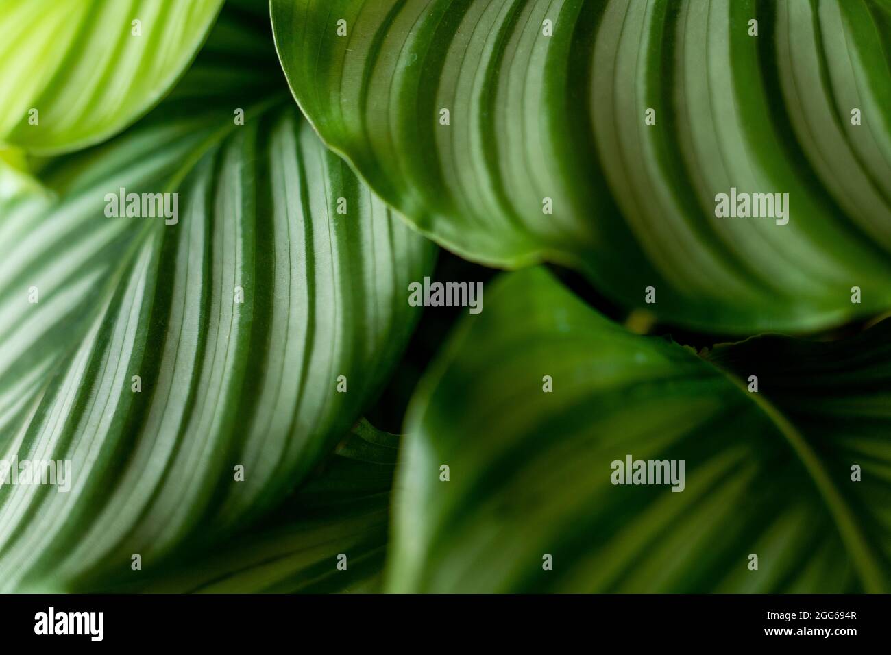 Planta de Calatea. Verde hoja naturaleza concepto tropical exótico fondo patrón textura en alta resolución papel pintado de cerca. Plantas de la casa Foto de stock