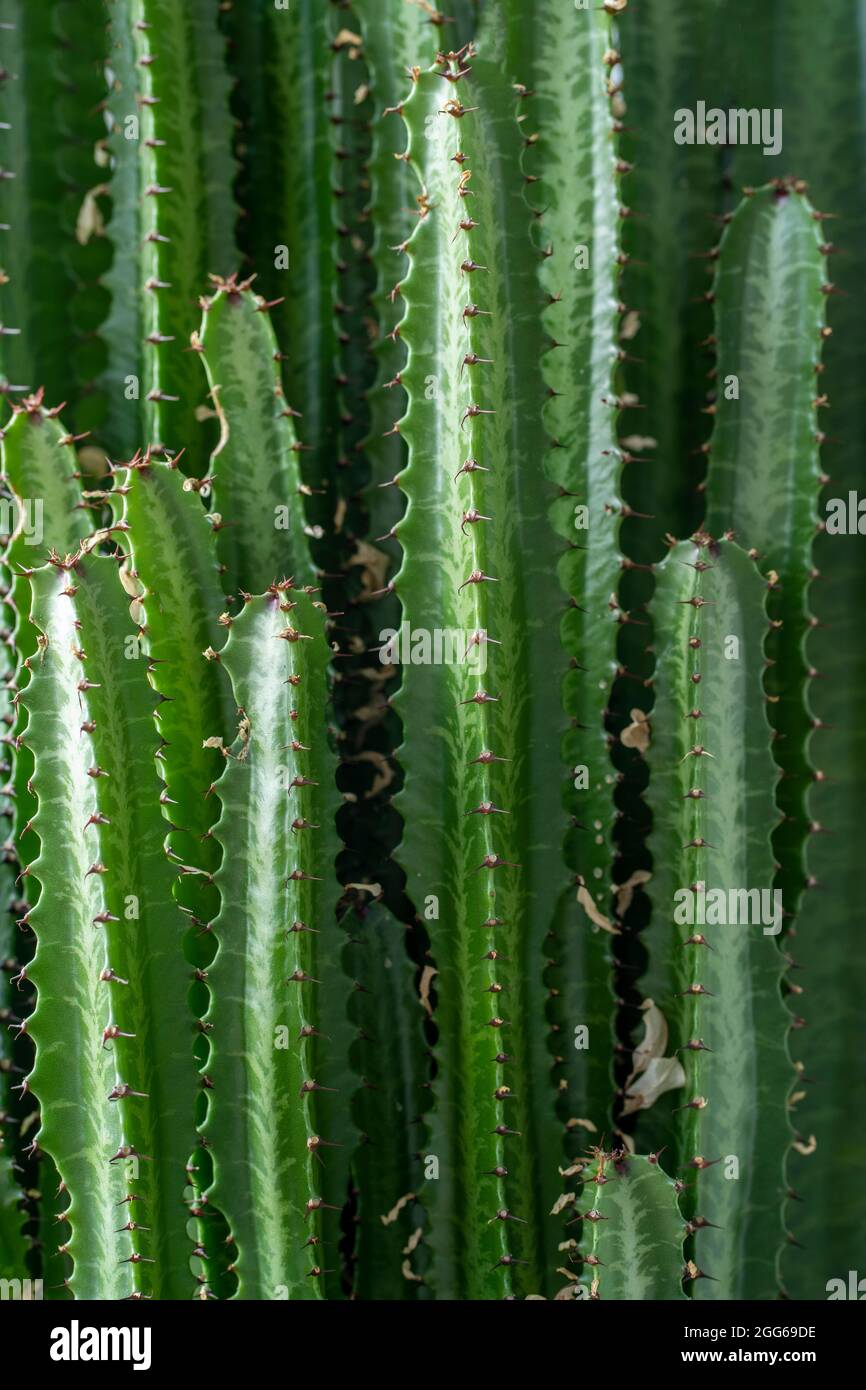 Fondos de pantalla cactus fotografías e imágenes de alta resolución - Alamy Fondos de pantalla cactus fotografías e imágenes de alta resolución - Alamy