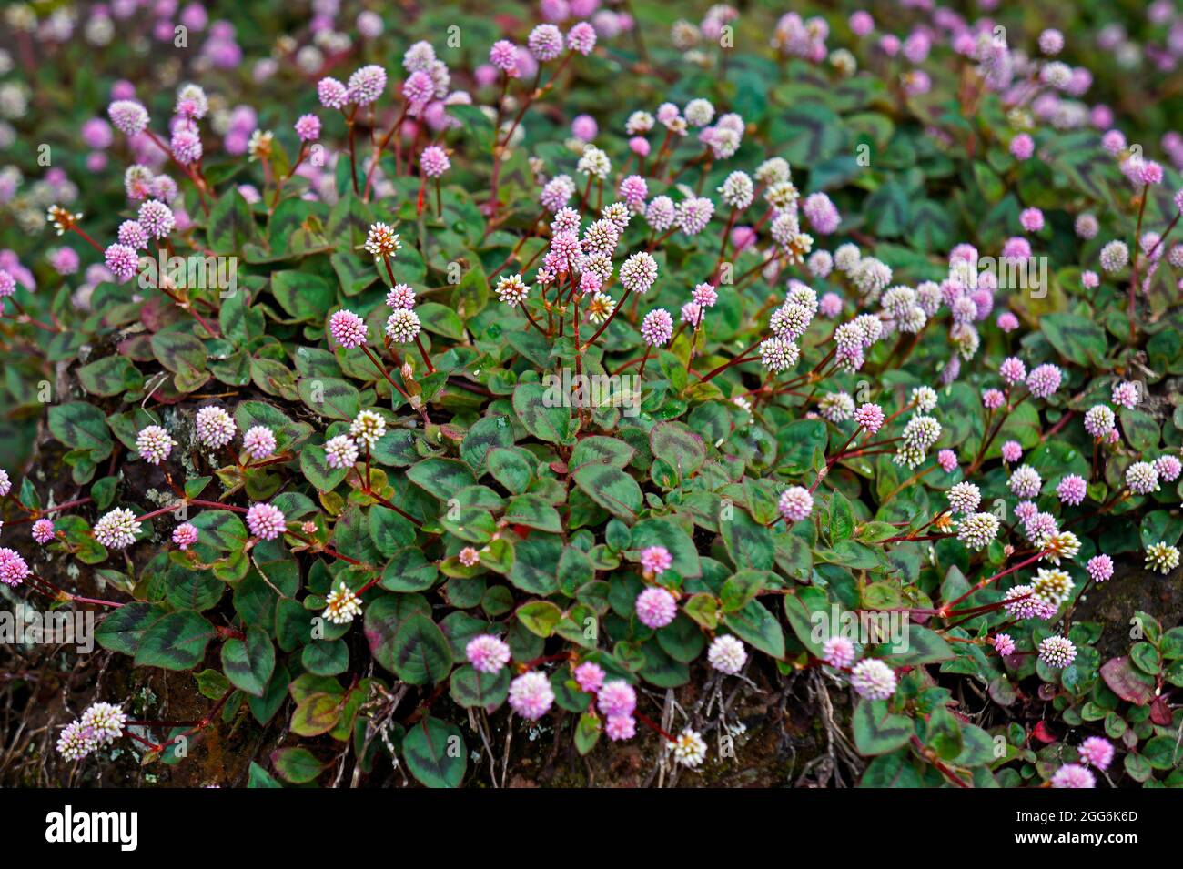 Flores de amaranto de globo rosa (Gomphrena globosa) Foto de stock