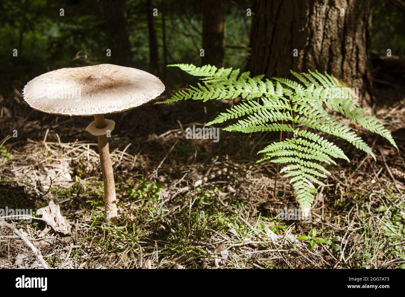Interesante marrón gran seta seta cabeza en pierna delgada cerca de helecho fresco alto en el bosque letón otoño Foto de stock