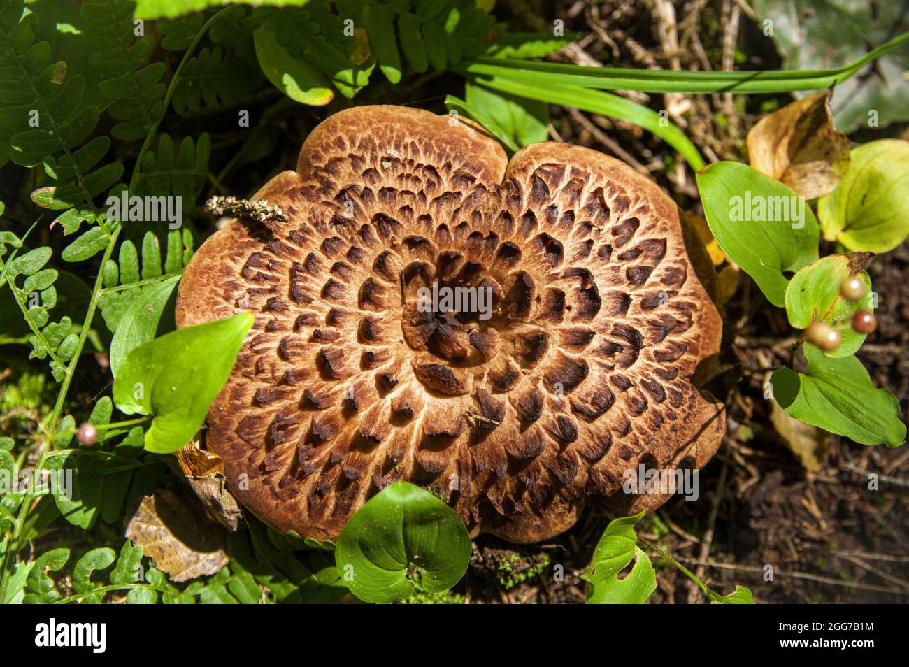 Taburete marrón grande con textura interesante de la gorra de setas en hierba alta en el bosque letón de otoño claro Foto de stock
