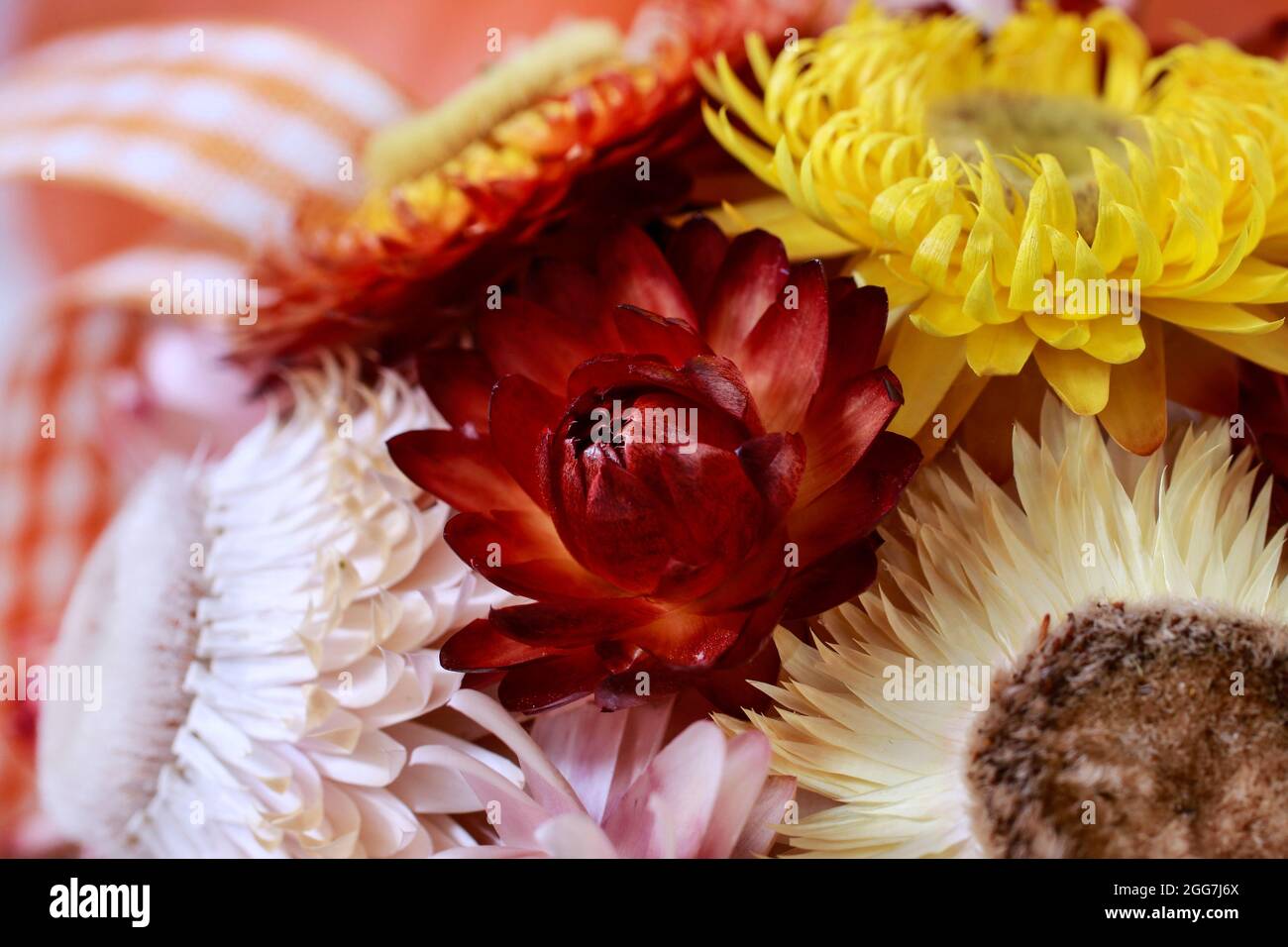 Pelota decorativa hecha de helichrysum bracteatum, flores eternas.  Decoración del hogar Fotografía de stock - Alamy