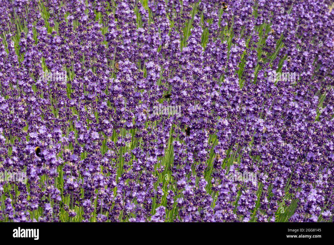 Lavanda inglesa Lavandula angustifolia 'Contrast' Foto de stock
