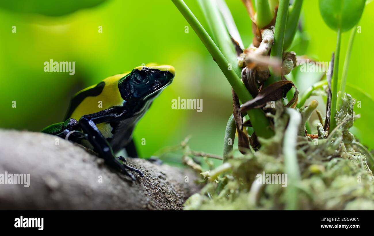 Retrato de una rana de veneno teñido 'Tumucaque' (Dendrobates tinctorius) Foto de stock