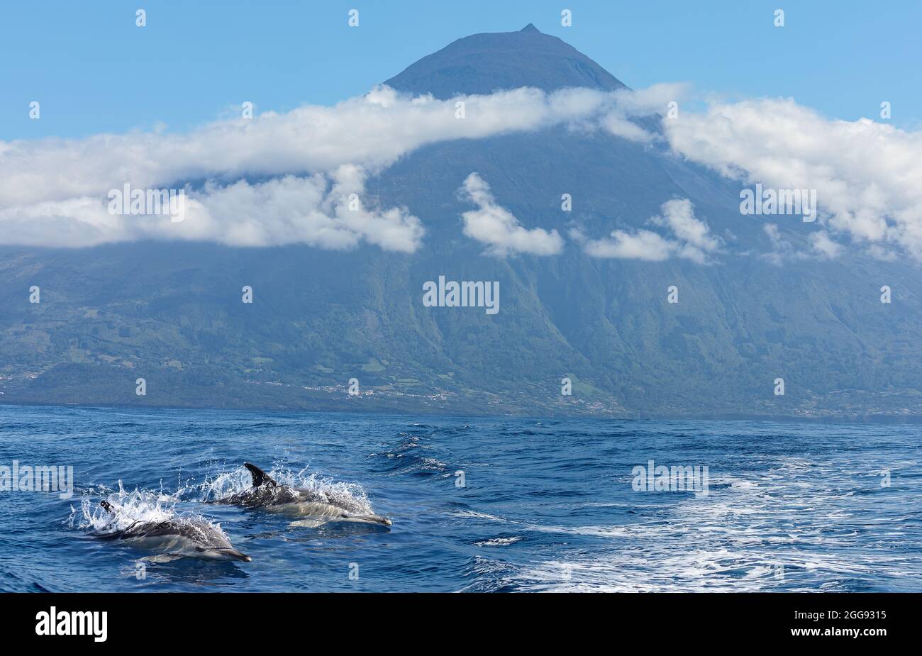Par de delfines comunes frente al volcán Pico, Islas Azores Foto de stock