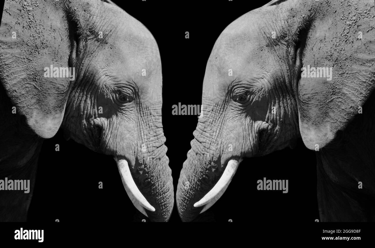Dos Elefantes del Yute Cierran juntos en el fondo negro Foto de stock