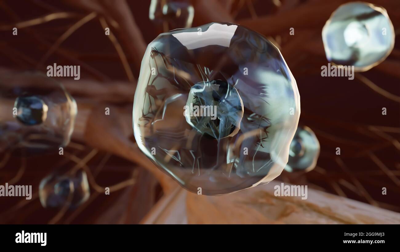3D ilustración de hemocitoblasto, que produce glóbulos rojos, formación de glóbulos sanguíneos, células madre, eritrocitos, leucocitos, núcleo, citoplasma, 3d render Foto de stock