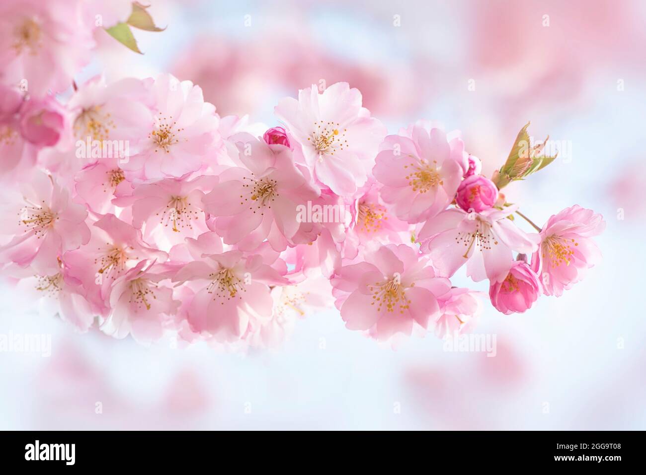 Hermosa primavera, flores rosas de cerezo flor de Prunus' Accolade' Foto de stock