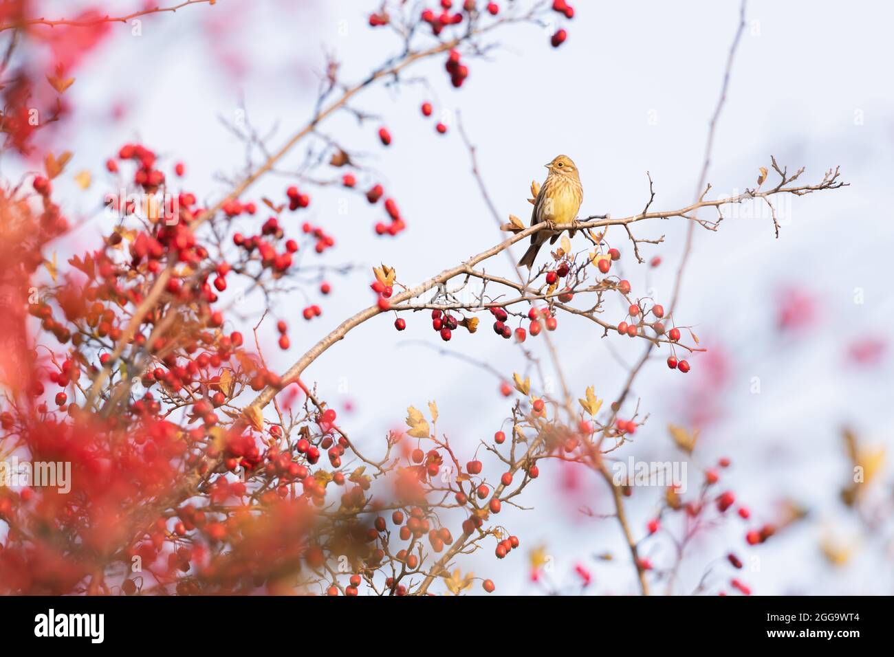 Aves amarillas comiendo bayas en arbusto rojo en otoño. Fotografía de aves Foto de stock