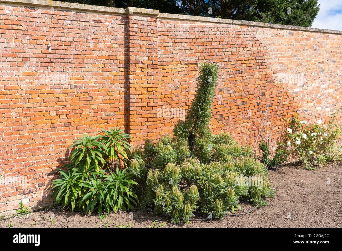 Los candicanos de Echium (orgullo de madeira) crecen en los renovados jardines amurallados georgianos, originalmente diseñados por 'Capability' Brown en Croome Park, Reino Unido Foto de stock