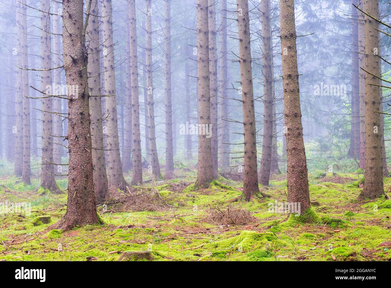 Bosque de abetos con musgo en el suelo del bosque y niebla Foto de stock